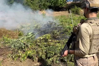 Diyarbakır’da 217 bin kök kenevir ve skunk imha edildi