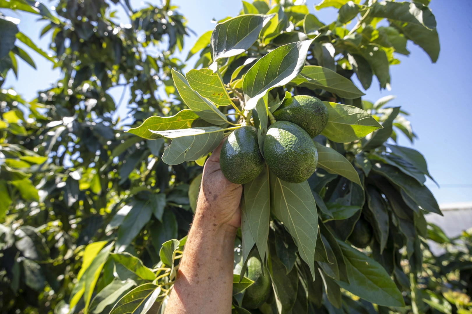 Mersin’de avokado destekleri üreticinin yüzünü güldürdü