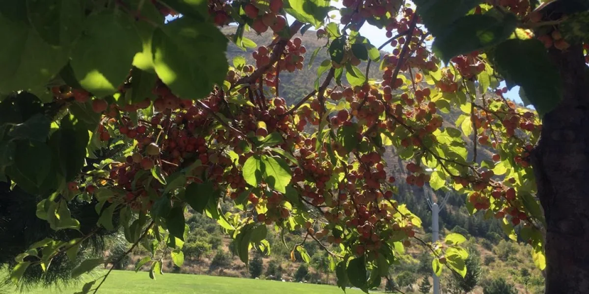 Ali Dağı 360 Kafe'de süs elması bereketi